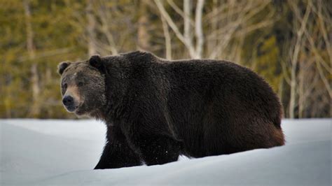 Weeks after a grizzly bear bit off his lower jaw, a Montana man is returning home